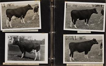 (COWS) Album titled Otco Farms, Strongsville, Ohio, Pure Bred Holsteins with approximately 57 photographs.